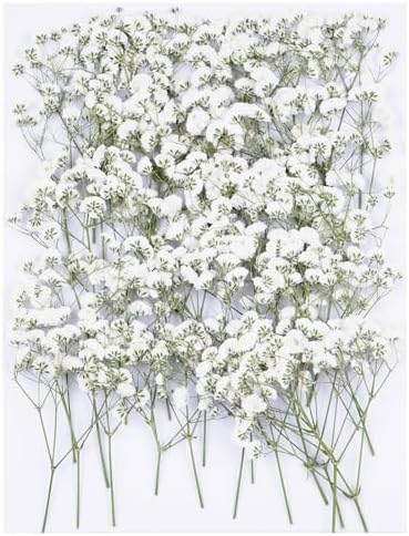 50Pcs White Dried Pressed Flowers for Crafts and Decor