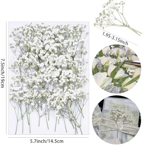 50Pcs White Dried Pressed Flowers for Crafts and Decor