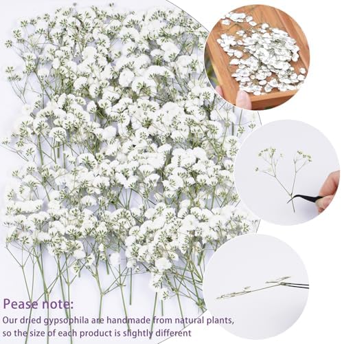 50Pcs White Dried Pressed Flowers for Crafts and Decor