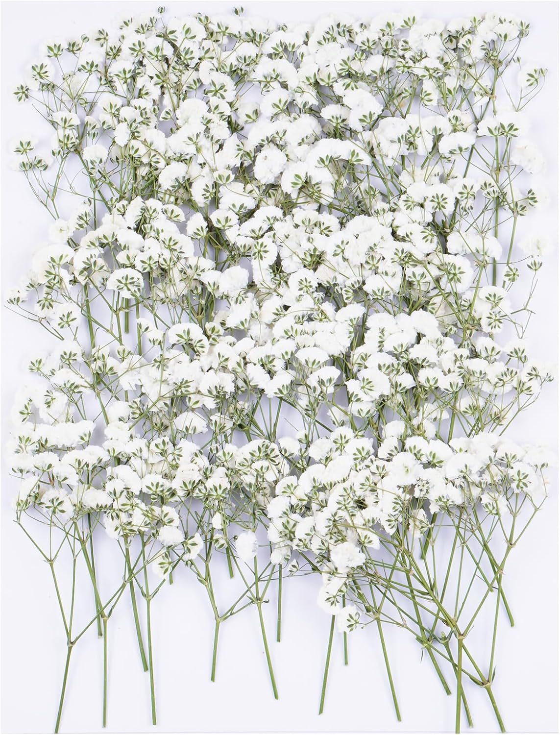 50Pcs White Dried Pressed Flowers for Crafts and Decor