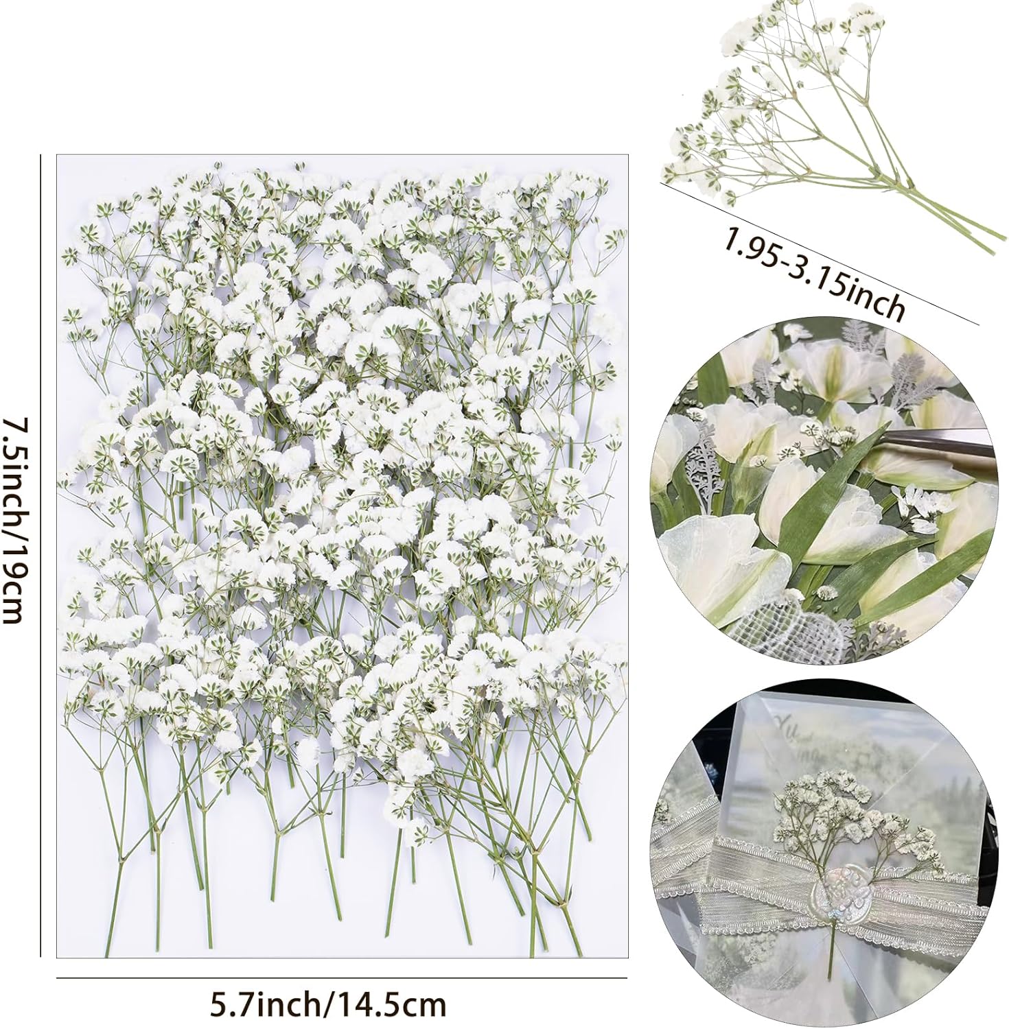 50Pcs White Dried Pressed Flowers for Crafts and Decor